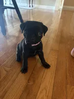 Black Female Pug Puppy, a female Pug for sale in Elizabethtown, KY – Photo 4 of 7