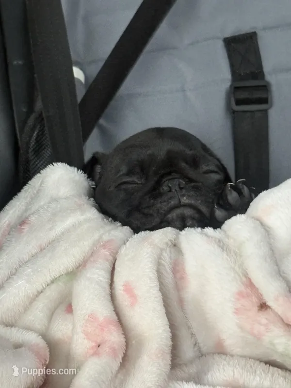 Black Female Pug Puppy – Pug puppy for sale in Elizabethtown, KY