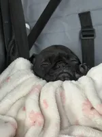 Black Female Pug Puppy, a female Pug for sale in Elizabethtown, KY – Photo 1 of 7