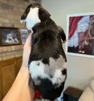 Phantom's M’VP of the WNBA "A’Ja Wilson", a female Great Dane for sale in Philadelphia, PA – 3 of 4