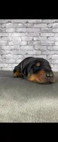 Phantom’s Tom Ford Noir-Full European , a male Doberman Pinscher for sale in Columbus, OH – 4 of 9
