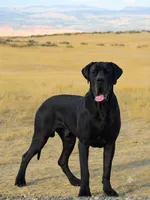 Phantom's Goat of the NBA "LeBron James””European”, a male Great Dane for sale in Atlanta, GA – 8 of 8