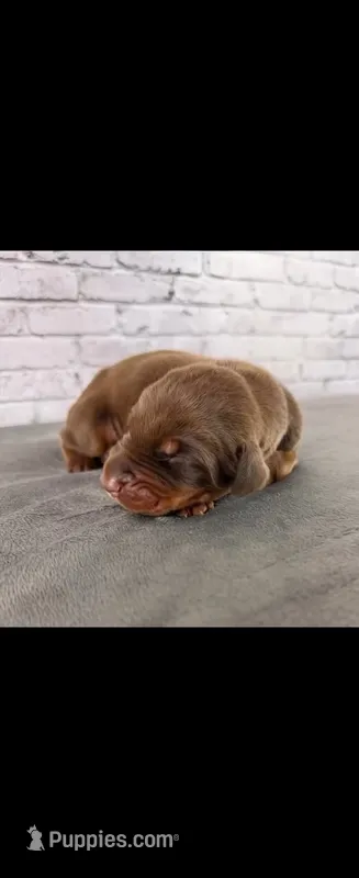 Phantom's The Process "Joel Embiid" European – Doberman Pinscher puppy for sale in Orlando, FL
