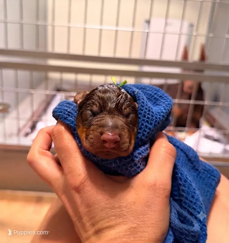 Phantom’s The Franchise “Tyrese Maxey””European” – Doberman Pinscher puppy for sale in Columbus, OH