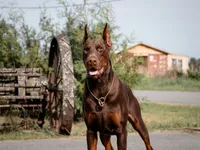 Phantom’s Louis Vuitton-Full European , a male Doberman Pinscher for sale in Columbus, OH – 9 of 9
