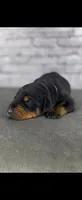 Phantom’s Coco Chanel-Full European , a female Doberman Pinscher for sale in Columbus, OH – 5 of 9