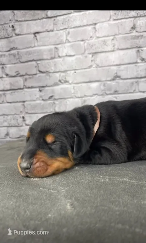 Phantom’s Tom Ford Noir-Full European  – Doberman Pinscher puppy for sale in Columbus, OH
