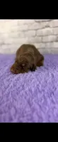 Phantom’s Fendi Fantasy-Full European, a female Doberman Pinscher for sale in Columbus, OH – 2 of 9