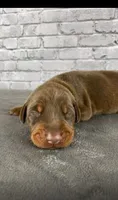 Phantom’s Prada Precision-Full European , a female Doberman Pinscher for sale in Columbus, OH – 3 of 10