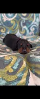 Phantom’s Coco Chanel-Full European , a female Doberman Pinscher for sale in Columbus, OH – 4 of 9