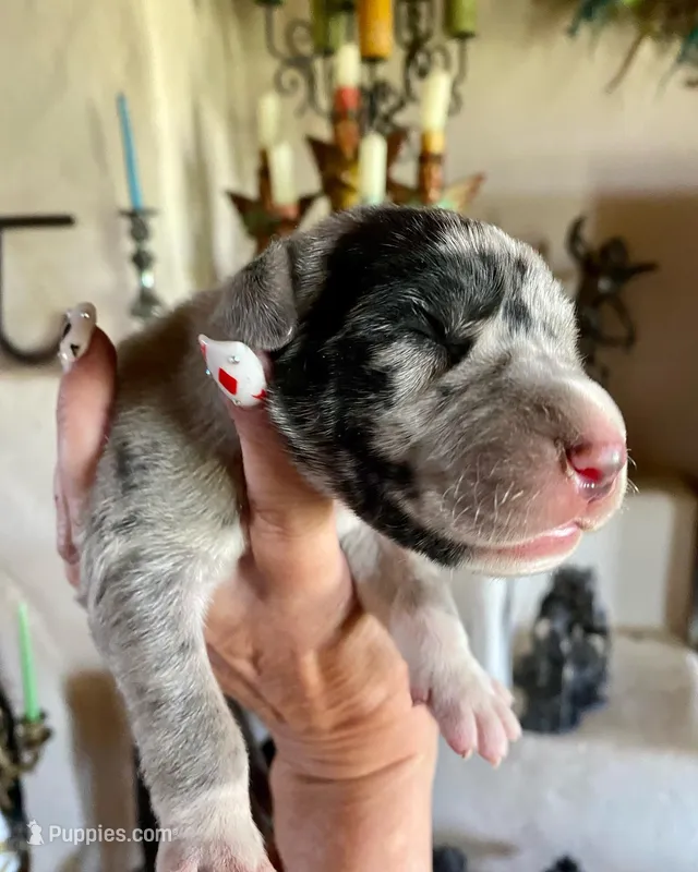 Phantom's Energy Shifter "Jaylen Brown" – Great Dane puppy for sale in Philadelphia, PA