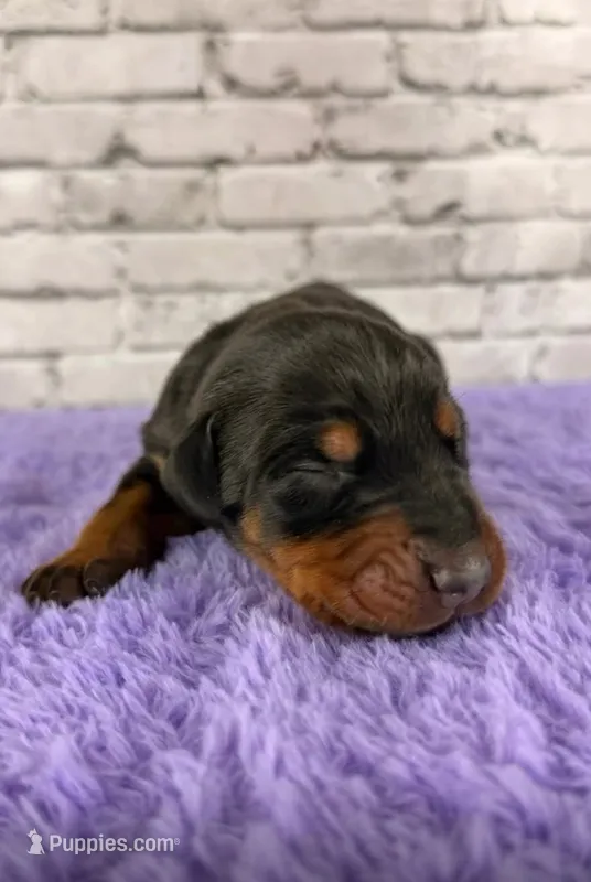 Phantom’s Yves Saint Laurent-Full European – Doberman Pinscher puppy for sale in Columbus, OH
