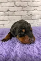 Phantom’s Yves Saint Laurent-Full European, a female Doberman Pinscher for sale in Columbus, OH – 1 of 9