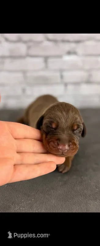 Phantom’s Christian Dior-Full European – Doberman Pinscher puppy for sale in Columbus, OH