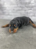 Phantom's Goat of the NBA "LeBron James””European”, a male Doberman Pinscher for sale in Charlotte, NC – 4 of 5