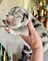 Phantom's Bayou Barbie "Angel Reese", a female Great Dane for sale in Philadelphia, PA – 5 of 5