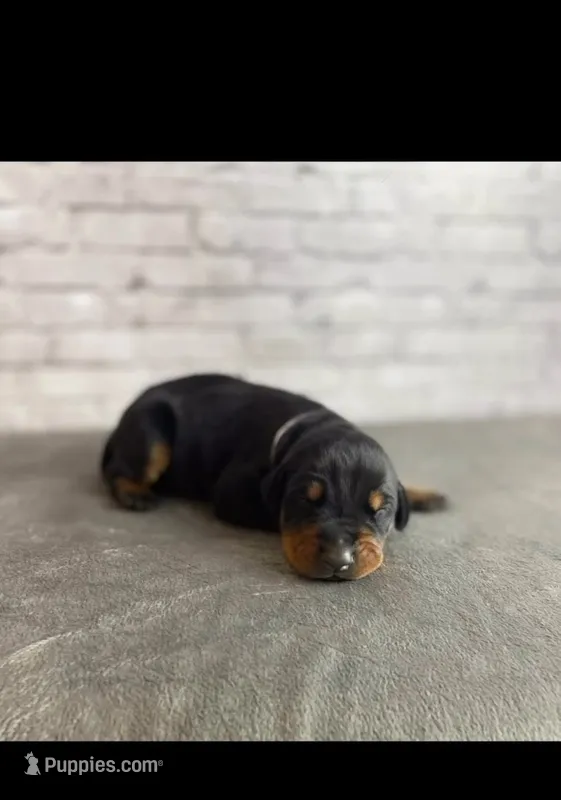 Phantom’s Coco Chanel-Full European  – Doberman Pinscher puppy for sale in Columbus, OH