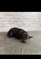 Phantom’s Coco Chanel-Full European , a female Doberman Pinscher for sale in Columbus, OH – 1 of 9