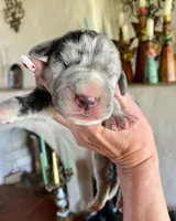 Phantom's Bayou Barbie "Angel Reese", a female Great Dane for sale in Philadelphia, PA – 2 of 5