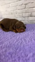 Phantom’s Fendi Fantasy-Full European, a female Doberman Pinscher for sale in Columbus, OH – 5 of 9