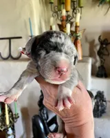 Phantom's Energy Shifter "Jaylen Brown", a male Great Dane for sale in Philadelphia, PA – 2 of 5