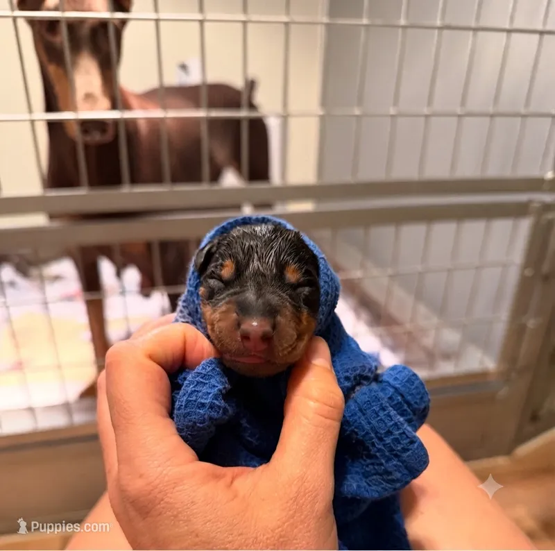 Phantom's Goat of the NBA "LeBron James””European” – Doberman Pinscher puppy for sale in Columbus, OH
