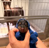 Phantom's Goat of the NBA "LeBron James””European”, a male Doberman Pinscher for sale in Columbus, OH – 1 of 2