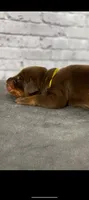 Phantom’s Prada Precision-Full European , a female Doberman Pinscher for sale in Columbus, OH – 5 of 10