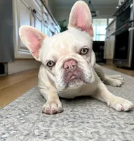 Phantom's Ghost of the Opera "Erik", a male French Bulldog for sale in Columbia, SC – 6 of 7