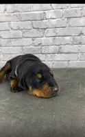 Phantom’s Coco Chanel-Full European , a female Doberman Pinscher for sale in Columbus, OH – 3 of 9