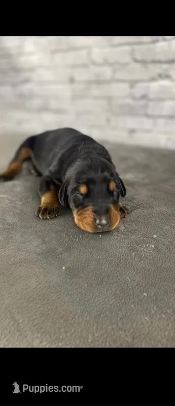 Phantom’s Burberry Copper – Doberman Pinscher puppy for sale in Columbus, OH