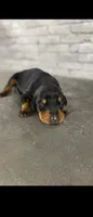 Phantom’s Burberry Copper, a male Doberman Pinscher for sale in Columbus, OH – 1 of 9