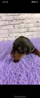 Phantom’s Yves Saint Laurent-Full European, a female Doberman Pinscher for sale in Columbus, OH – 4 of 9