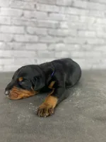 Phantom's Goat of the NBA "LeBron James””European”, a male Doberman Pinscher for sale in Charlotte, NC – 3 of 5