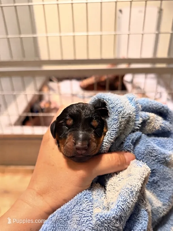 Phantom's Energy Shifter "Jaylen Brown"”European” – Doberman Pinscher puppy for sale in Columbus, OH