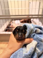 Phantom's Energy Shifter "Jaylen Brown"”European”, a male Doberman Pinscher for sale in Columbus, OH – 1 of 2