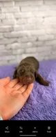 Phantom’s Fendi Fantasy-Full European, a female Doberman Pinscher for sale in Columbus, OH – 4 of 9