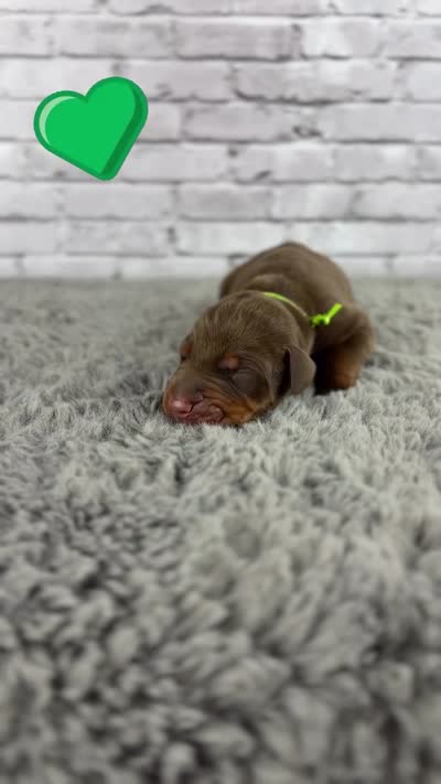 Phantom’s Giorgio Armani, a male Doberman Pinscher for sale in Columbus, OH – 2 of 9