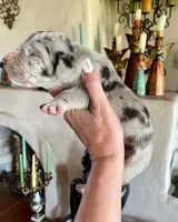 Phantom's Bayou Barbie "Angel Reese", a female Great Dane for sale in Philadelphia, PA – 4 of 5