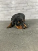 Phantom's Goat of the NBA "LeBron James””European”, a male Doberman Pinscher for sale in Charlotte, NC – 1 of 5