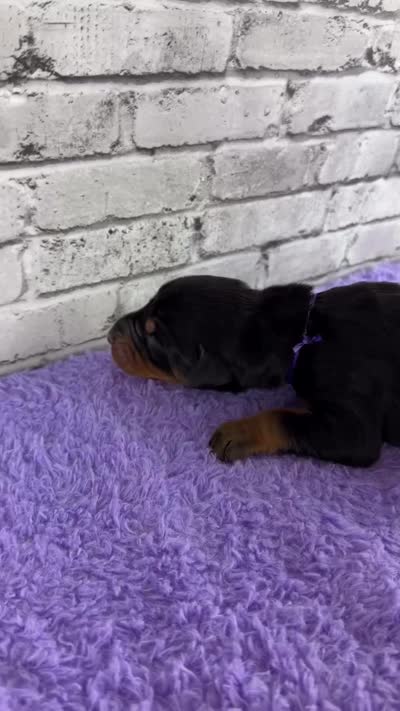 Phantom’s Yves Saint Laurent-Full European, a female Doberman Pinscher for sale in Columbus, OH – 2 of 9