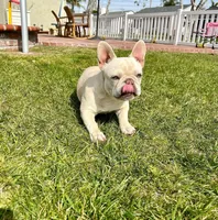 Phantom's Mirage in the Mist "Casper", a male French Bulldog for sale in Columbia, SC – 6 of 7