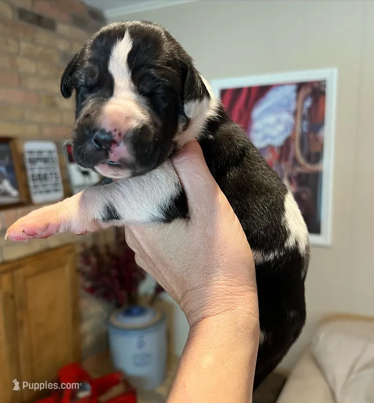 Phantom's M’VP of the WNBA "A’Ja Wilson" – Great Dane puppy for sale in Philadelphia, PA