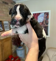 Phantom's M’VP of the WNBA "A’Ja Wilson", a female Great Dane for sale in Philadelphia, PA – 1 of 4