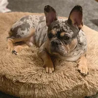Phantom's Moonlight Serenade "Luna", a female French Bulldog for sale in Columbia, SC – 6 of 7