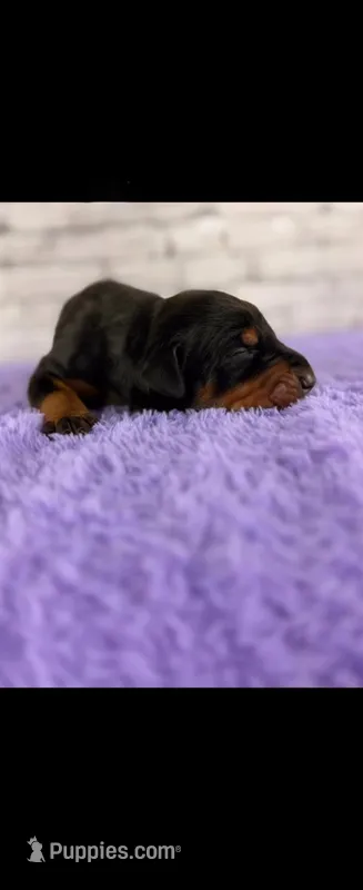 Phantom's Silent Assassin "Jackie Young" European  – Doberman Pinscher puppy for sale in Orlando, FL