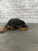 Phantom’s Louis Vuitton-Full European , a male Doberman Pinscher for sale in Columbus, OH – 4 of 9