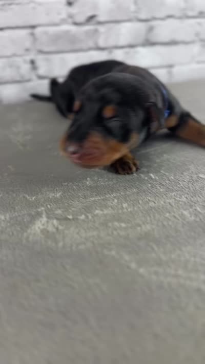 Phantom’s Louis Vuitton-Full European , a male Doberman Pinscher for sale in Columbus, OH – 2 of 9