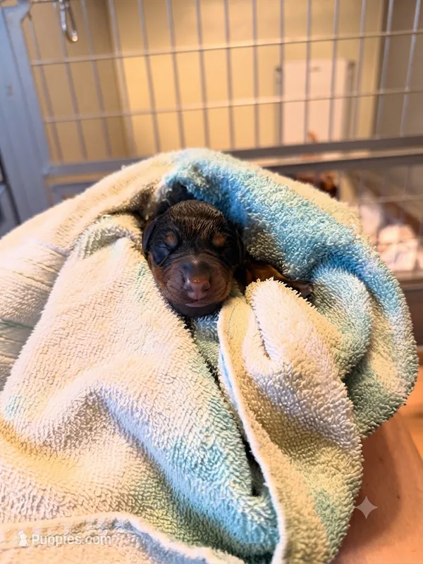 Phantom's Silent Assassin "Jackie Young" European  – Doberman Pinscher puppy for sale in Columbus, OH