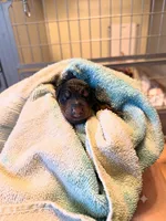 Phantom's Silent Assassin "Jackie Young" European , a female Doberman Pinscher for sale in Columbus, OH – 1 of 2